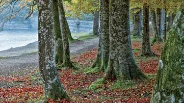 ONF, le gouvernement impose son plan de coupes