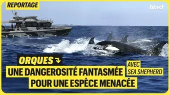 Orques : une dangerosité fantasmée pour une espèce menacée