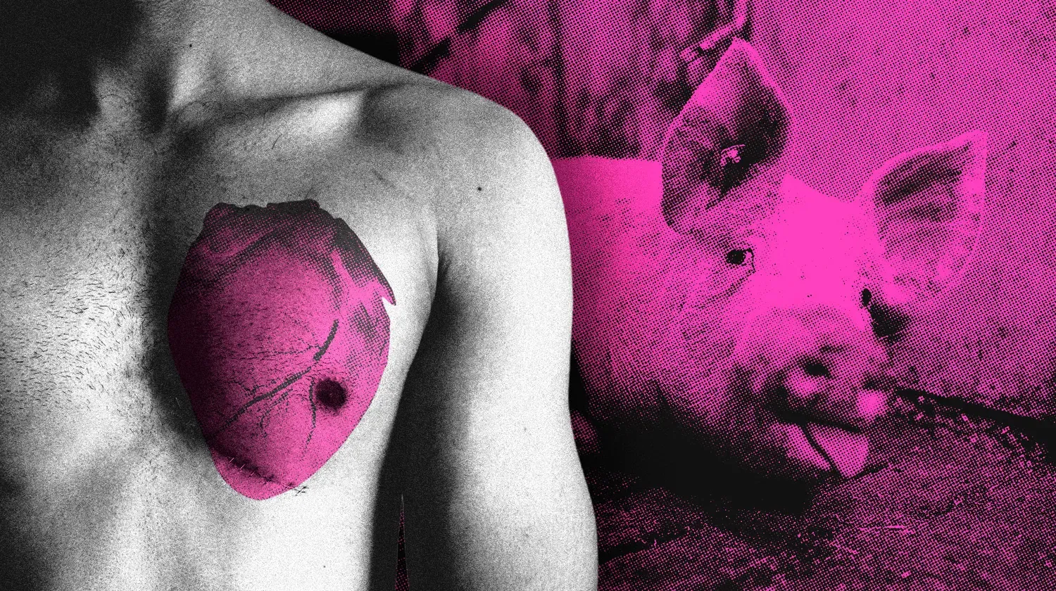 Les cochons sauveront l’humanité